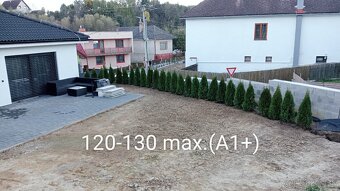 Tuja Smaragd, vavrínovec, červienka - Tvrdošín - 8