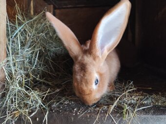 burgmunske kraliky - 8