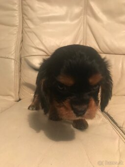 Kavalier king Charles španiel - 8