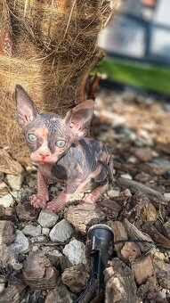 Sphynx - 8