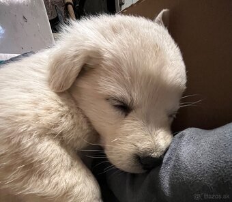 Darujem šteniatka - 8