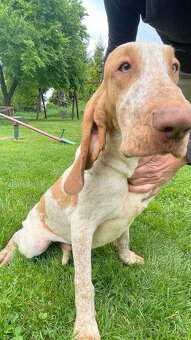 Taliansky stavač - 8