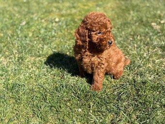 Pudel, pudlik toy / trpaslik - 8