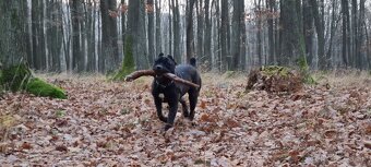 Cane corso - 8