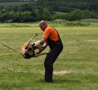 Belgický ovčiak Malinois s PP - 8