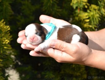 Shih-tzu s PP (šicu, shihtzu, shih tzu ) - 8