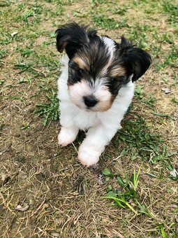 Predám Yorkshire Biwer Terrier - 8