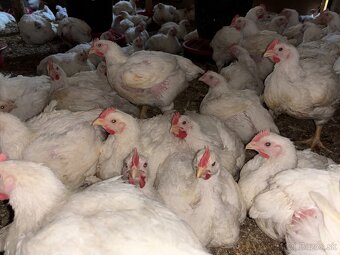 Sliepky Mládky Nosnice Lohman - 8