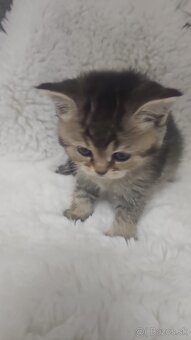 Britská cincila - 8