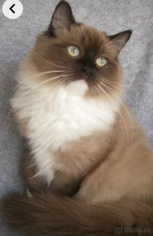Ragdoll s PP - 8
