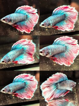 Betta Splendens - Bojovnica Pestrá. - 8