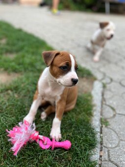 Americký stafordšírsky teriér - 8