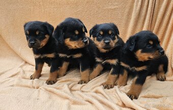 Rotvajler,rotveiler,rotvailer,rotwailer,rotweiler na predaj. - 8