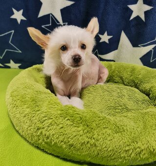 čínsky chocholatý pes - 8