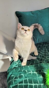 Škótske mačiatka s PP/F.TICA 27 - 8