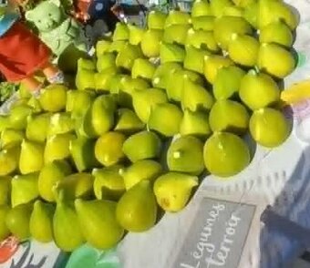 Predám figovník - 8