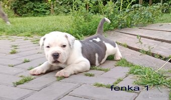 Americký stafordsirsky terier, american bully XL - 8