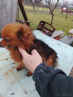 Predám spic nemecky - 8