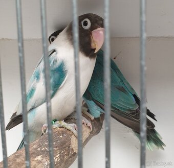 Agapornis škraboškovy - 8