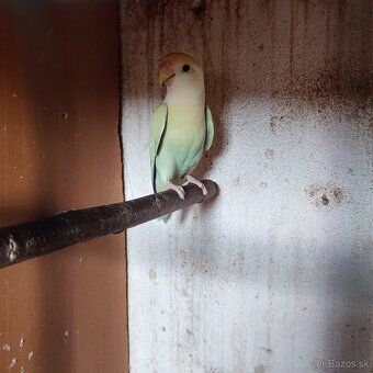 Agapornis Ruzovohrdly - mladé 2025 - 8