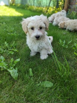 Maltipoo (malteze +Pudel = maltipoo) - 8