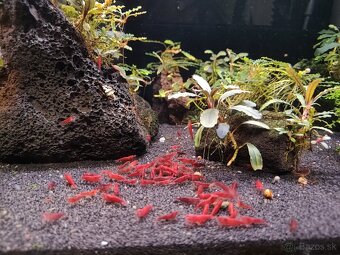 Predám krevetky Neocaridina Bloody Mary - 8