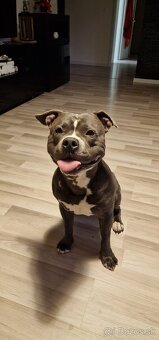 Americký stafordšírsky terier - krytie - 8