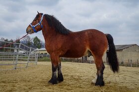 Ťažný kôň na predaj - Ardén - plemenný žrebec - 8