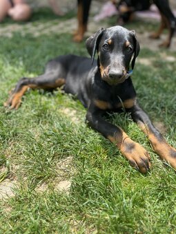 Doberman šteniatka - 8