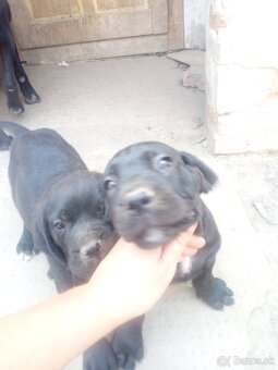 Cane corso - 8