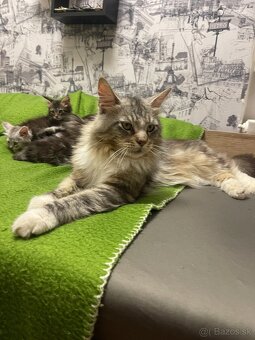 Maine coon, mainská mývalia mačka - 8