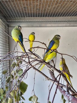 4 Neofema tyrkysova žltobruchá - 8
