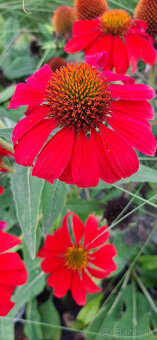 Echinacea-rôzne farby - 8