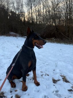 Doberman šteniatka - 8