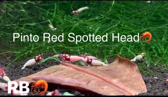 PREMIUM AKVA KREVETKY🦐Caridina a Neocaridina- Odber Zilina - 8