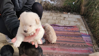 Darujem šteniatka - 8