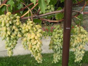 Sadenice viniča - 8