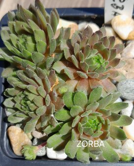 Skalné ruže - sempervivum - 8