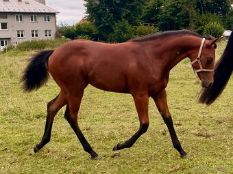 AQH kobylka na prodej - QH, Quarter horse - 8
