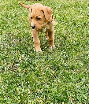 Kríženec Staford - Labrador - 8