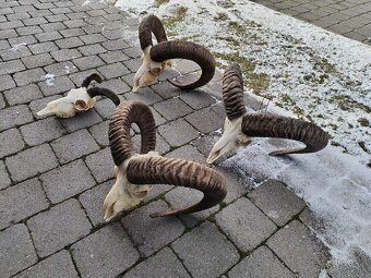 Trofeje muflonov - 8