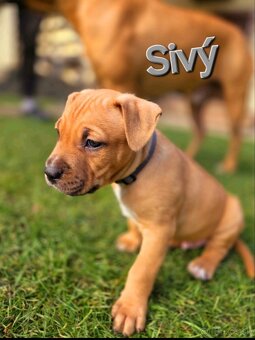 Americký stafordširský teriér - 8