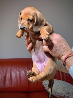 Jezevčík trpasličí merle - 8