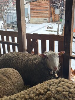 Baran Ille de France - 8