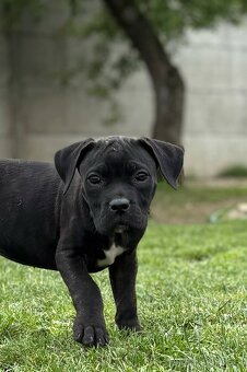 Cane Corso s PP - 8