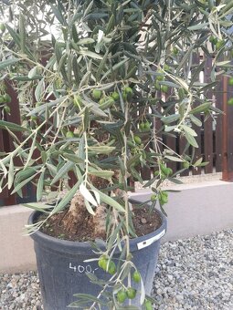 Olivovnik bonsai - 8