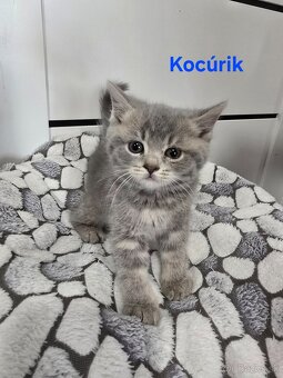 Škótske mačiatka - 8