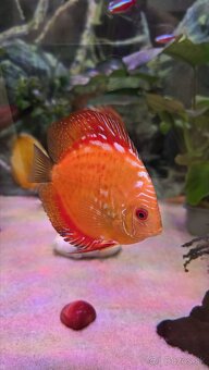 Predám skupinu krásnych terčovcov (Discus) - 7 kusov, 12 cm - 8