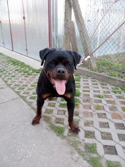 Predám šteniatka Rottweiler - 8