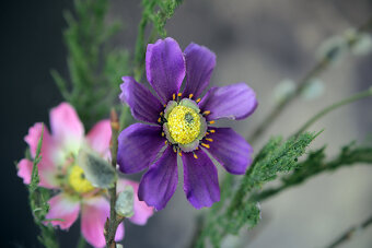 Canon  70-210mm Macro / F4 / M42 - 8